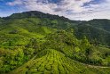 138 Cameron Highlands